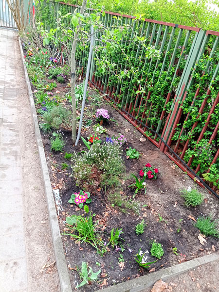 Ein Pflanzenbeet am Zaun der Kita Lasiuszeile