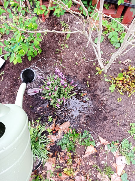 EIne Lavendelpflanze wird gegossen