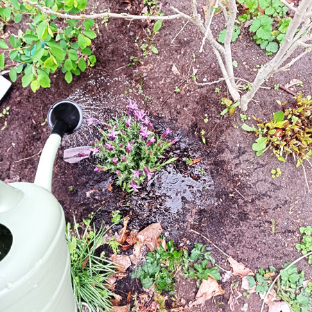 Blumen im Beet mit Gießkanne im Vordergrund